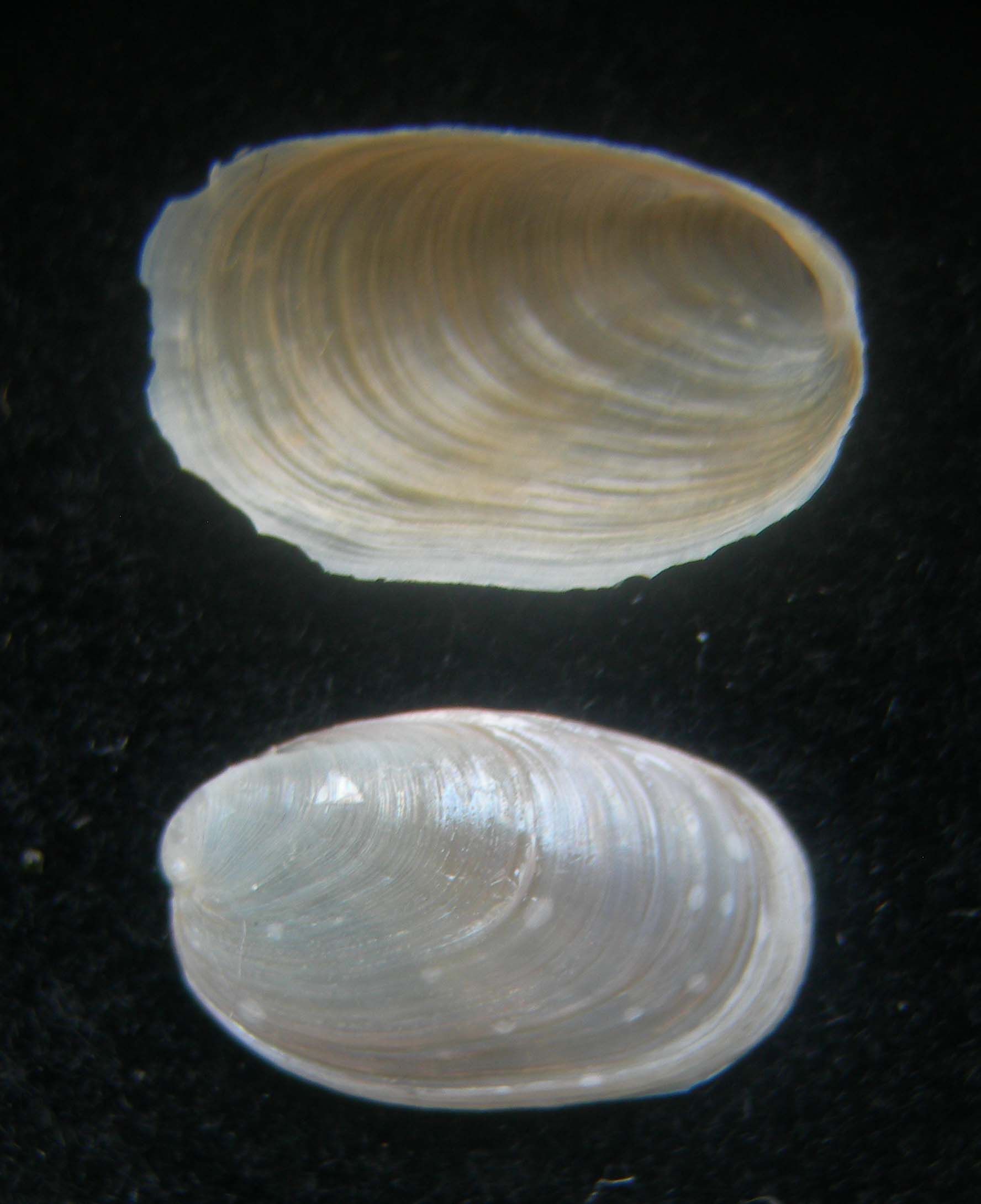 berthella plumula